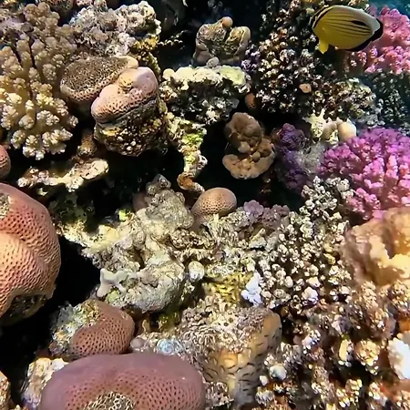 Coral Private Harem