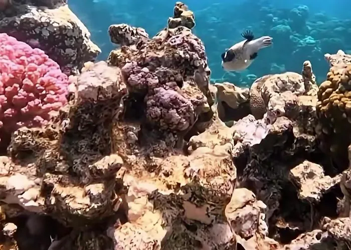 Coral Private Harem
